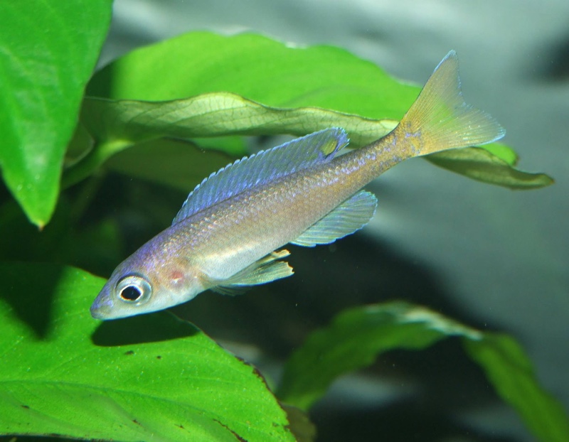 Cyprichromis leptosoma 'Utinta'